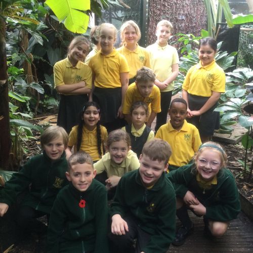 The Living Rainforest