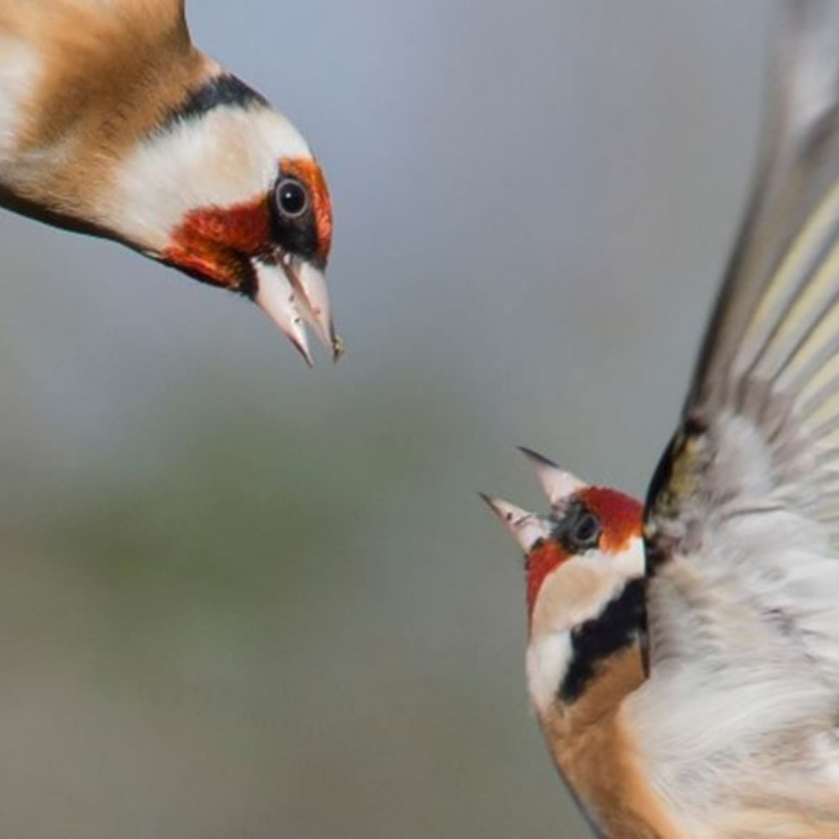 St Matthew's CE Primary School - Big Garden Birdwatch